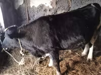 Vaca, Ganado vacuno — foto 7