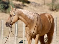 Cavalo, Quarter Horse — foto 7