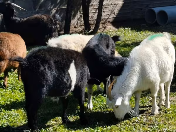 Goat, Goats