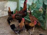 Yapon Bantam — foto 4