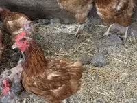 Chickens — foto 2