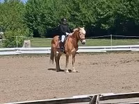 Aygʻir, Haflinger — 4-rasm