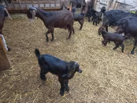 عنزة, Damask goat — الصورة 7