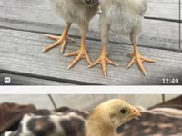 Chickens — Foto 1