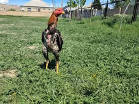 Chickens — photo 2
