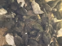 Turkeys — photo 4