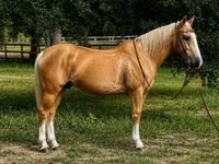 Hengst, Quarter Horse — Foto 1