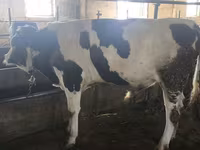 Býk, Simmental cattle — foto 6