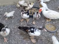 Domestic Muscovy — photo 2