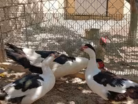 Sağsağan — foto 5