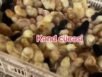 Chickens — الصورة 2