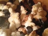 Chickens — Foto 2