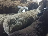 Ram, Sheep — photo 4