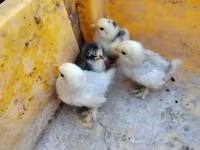 Silkie — photo 1