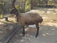 Qoyun, Qoyunlar — foto 1