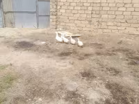 Ducks — foto 1