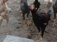 Chickens — foto 7