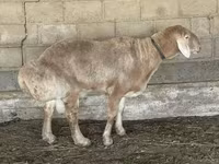 Baran, Edilbay sheep — zdjęcie 1