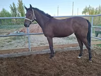 Mare, Kazakh horse — photo 2
