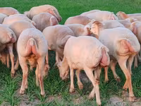 Sheep, Sheep — photo 8