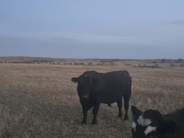 Byk, Latvian Blue cattle