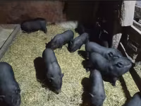 Boar, Вьетнамская вислобрюхая — photo 2