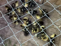 Ducks — photo 2
