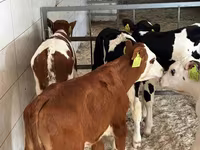 Bovinos (lote, sexo no especificado), Simmental cattle — foto 3