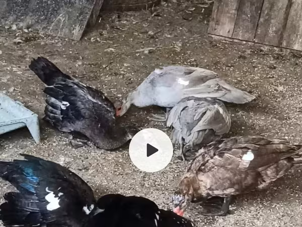Ducks — Azerbaijan