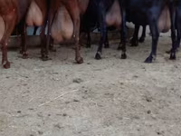 Dişi keçi, Murcia-Granada goats — foto 1