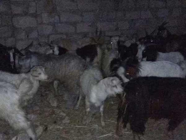 Ram, Sheep