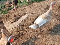 Turkeys — foto 1
