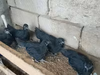 Australorp — foto 6