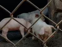Säue, Schweine — Foto 3
