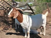 Keçi, Boer goat — foto 1