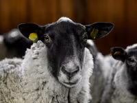 Qoç, Romanov sheep — foto 4