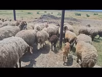 Sheep, Sheep — photo 7