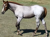 Madyan, Quarter Horse — foto 2