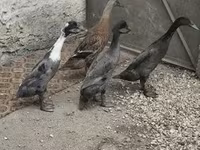إنديان رانر — الصورة 4