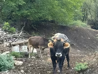 母牛, Cattle — 照片 1