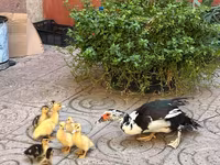 pato criollo doméstico — foto 1