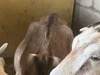 बकरियाँ (लॉट, लिंग निर्दिष्ट नहीं), Alpine goat — फ़ोटो 2