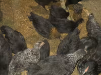 Australorp — photo 4