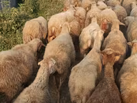 Sheep, Sheep — photo 3