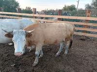 Krava, Swiss cattle — foto 8