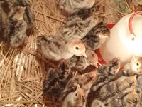 Turkeys — photo 3