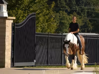 At, Pinto horses — foto 7