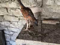 Chickens — photo 1