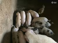 Eber, Schweine — Foto 3