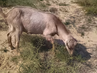 Ziegenbock, Ziegen — Foto 2
